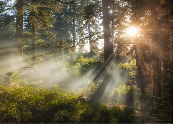 sunlight streaming through trees san bernardino